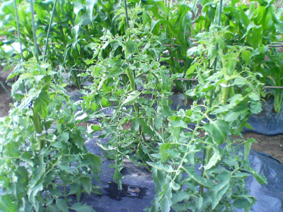 トマト チッソ過多 種まきからはじめる野菜作り 家庭菜園のブログです